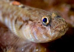Goby.
Isle of Lewis, Hebrides.
D200, 60mm. by Mark Thomas 